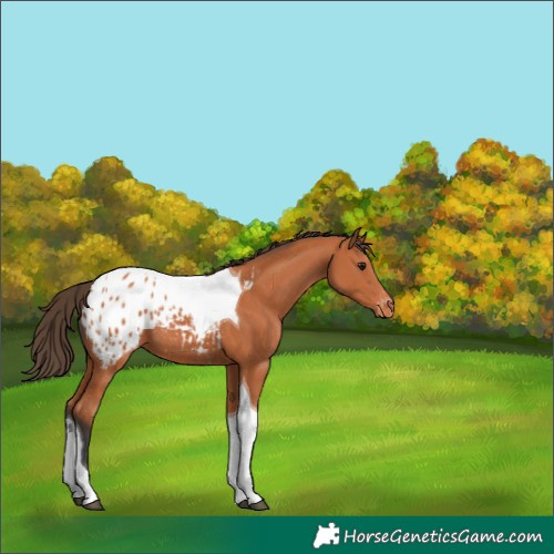 Horse Color:Bay Tobiano Blanket 