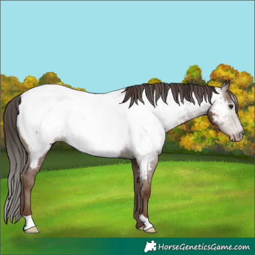 Horse Color:Gray Classic Champagne Appaloosa 