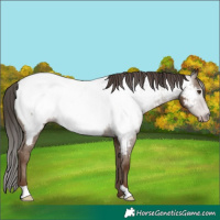 Horse Color:Gray Classic Champagne Appaloosa 
