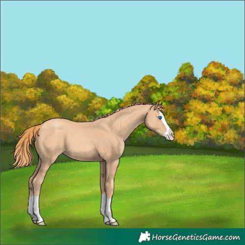 Horse Color:Gold Champagne Splash 