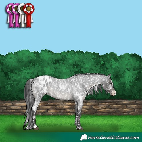 Horse Color:White Spotted Blue Roan Frame Appaloosa Rabicano 