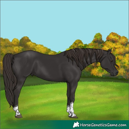 Horse Color:Liver Chestnut Tobiano