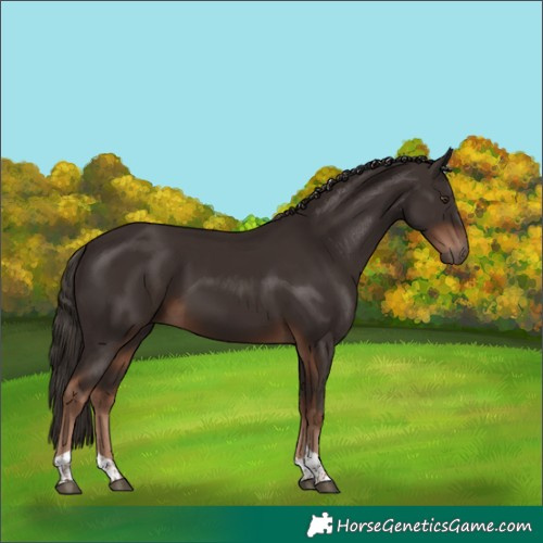 Horse Color:Liver Chestnut Tobiano 