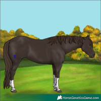 Horse Color:Liver Chestnut Tobiano 