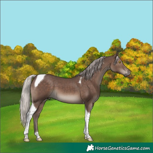 Horse Color:Silver Black Tobiano 