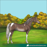 Horse Color:Silver Black Tobiano 