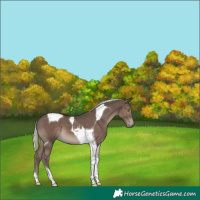 Horse Color:Silver Black Tobiano 