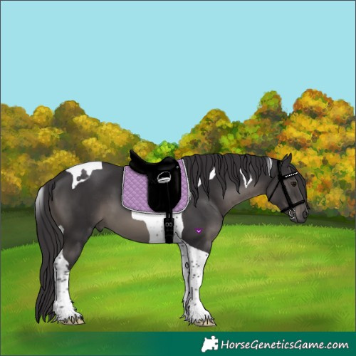 Horse Color:Smoky Black Tobiano