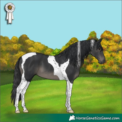 Horse Color:Black Tobiano 
