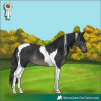 Horse Color:Black Tobiano 