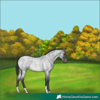 Horse Color:Blue Roan 