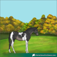 Horse Color:Black Tobiano 
