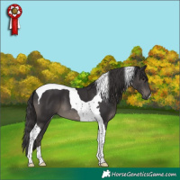 Horse Color:Smoky Black Tobiano 