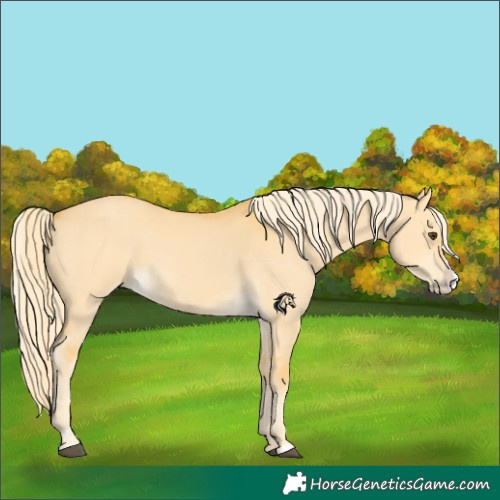 Horse Color:Palomino Dun Splash 