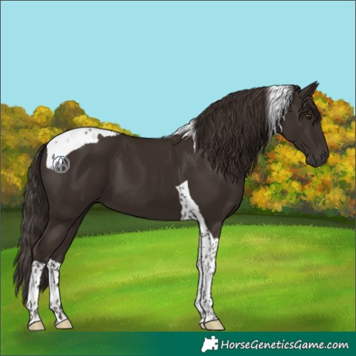 Horse Color:Liver Chestnut Tobiano 