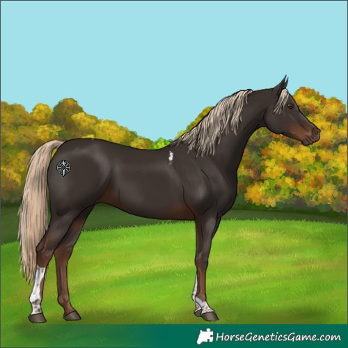 Horse Color:Liver Chestnut Tobiano 