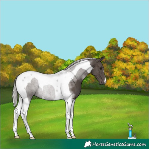 Horse Color:Silver Black Tobiano 