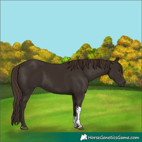 Horse Color:Liver Chestnut Tobiano 