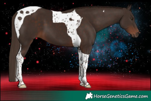 Horse Color:Liver Chestnut Tobiano