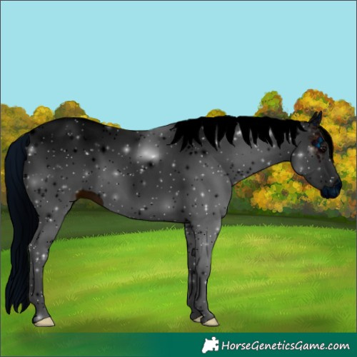 Horse Color:ERROR: UNKNOWN ANOMALY