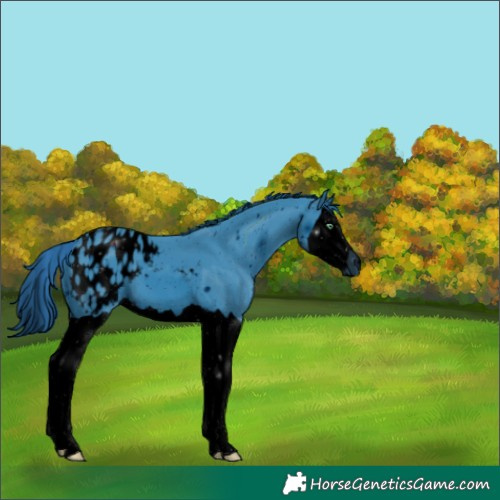 Horse Color:ERROR: UNKNOWN ANOMALY