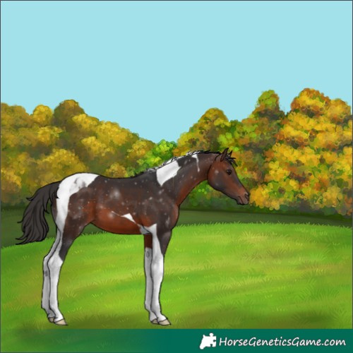 Horse Color:Brown Tobiano