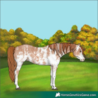 Horse Color:Chestnut Sabino