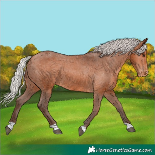 Horse Color:Silver Bay Varnish 