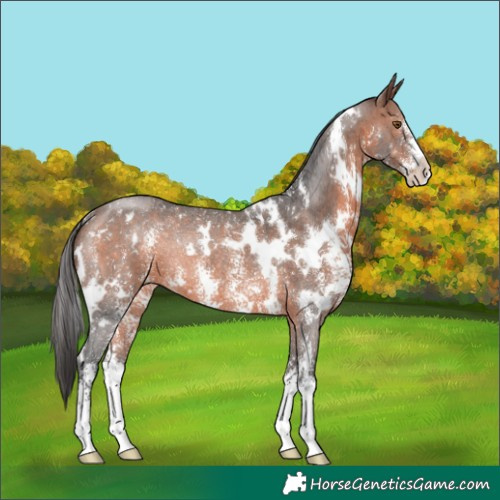 Horse Color:White Spotted Brown Sabino Rabicano 