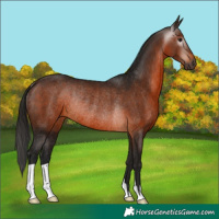 Horse Color:Gray Bay Rabicano 