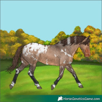 Horse Color:White Spotted Brown Dun Appaloosa 