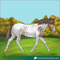Horse Color:Brown Dun Tobiano Appaloosa 