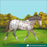 Horse Color:Brown Dun Appaloosa 