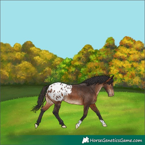Horse Color:Brown Appaloosa 