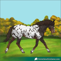 Horse Color:Liver Chestnut Appaloosa 