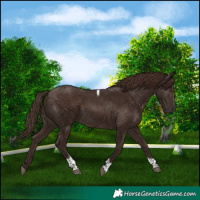 Horse Color:Liver Chestnut Tobiano 