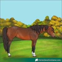 Horse Color:Bay 