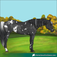 Horse Color:White Spotted Black Rabicano 