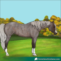 Horse Color:Silver Brown Roan