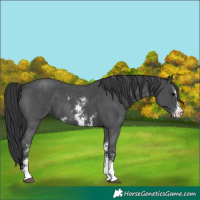 Horse Color:Black Sabino 