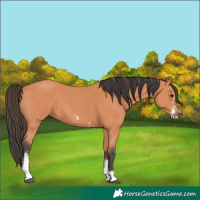 Horse Color:Bay Sabino 