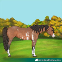 Horse Color:Bay Sabino 
