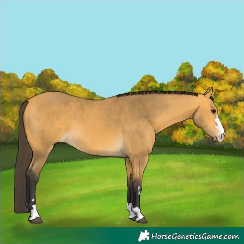 Horse Color:Buckskin 