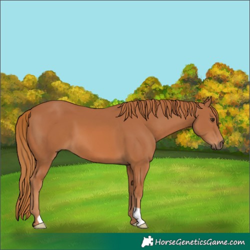Horse Color:Chestnut 