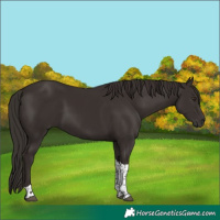 Horse Color:Liver Chestnut Tobiano