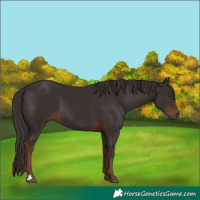 Horse Color:Liver Chestnut 