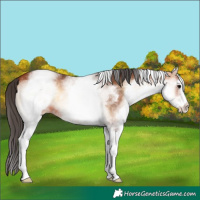 Horse Color:White Spotted Bay Onyx Appaloosa 
