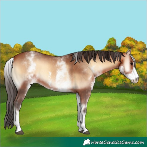 Horse Color:White Spotted Bay Onyx Sabino Varnish