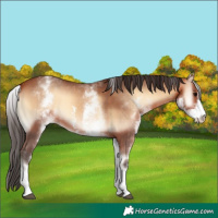 Horse Color:White Spotted Bay Onyx Sabino Appaloosa 