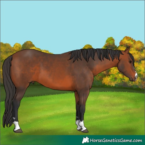 Horse Color:Bay 